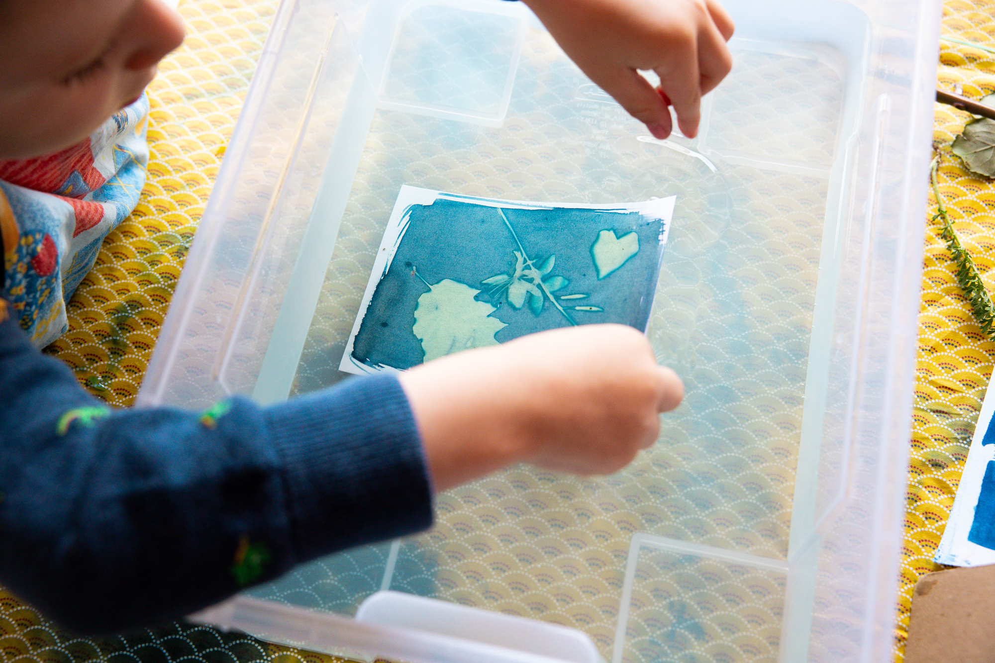 Atelier Perluette "Cueillette en liberté" : un enfant expérimente la technique du cyanotype. Il retire sa feuille de papier ou l'empreinte de végétaux apparait sur fond bleu cyan.